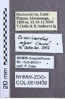 Etikette zu Crepicardus niger (NHMW-ZOO-COL-0010408)